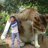 bukan presiden