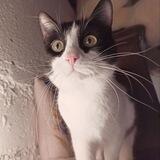 Котокафе Котиссимо