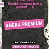 aneka premium ; g'night ️