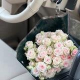 زهرة الاقحوان 🌸
