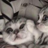 ﮼ناشناس‌اَفرا