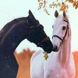 ღ ̆ صـبرا جـميلا ̆ ღ
