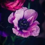 🌷 فَـوائد سَـلفيّة 🌷