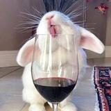 Drunk bunny