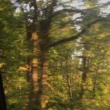 ✧‧₊🌲терновый лес ‧₊