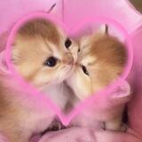 ⊹ ׁ 𝅄 @hieart. ♡ ꒱