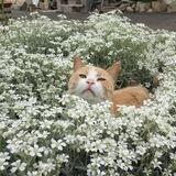 ` ` ᴋᴏʜᴀɴᴀ ‘ ‘