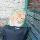 Приют " Спасение " Г. Донецк