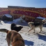 Собаки .Корсаков приют "ХВОСТИК"
