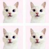 Koneko .・゜-: ✧ :-