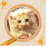 котята свинотыши