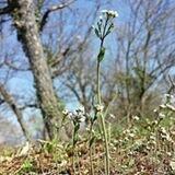 arabidopsis