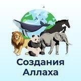 Создания Аллаха