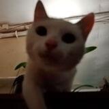 вахуи