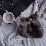 ˚₊‧♡𝚌𝚞𝚝𝚎 𝚔𝚒𝚝𝚝𝚎𝚗𝚜 𝚌𝚞𝚋𝚜 ‎♡‧₊˚