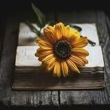 ✍️🌻° 𝙈𝘼𝙄𝙎 𝙁𝙍𝘼𝙎𝙀𝙎 °🌻✍️