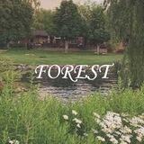 ༺ღ༒ forest ༒ღ༻