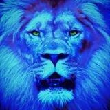 Blue Lion Musings