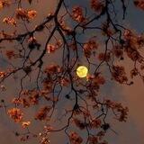 "قـــمَـــر". 🍂🌕