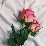 فتـاة مـن و୭رد🧸✿
