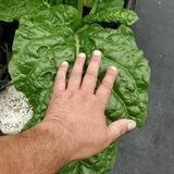 Lake Macquarie Gardening & Hydroponics Temperate Zone AU