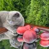 Tomatinca семена коллекционных томатов со всего мира! Сайт tomatinca.ru