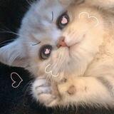 Kitty