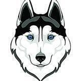 Saudi Husky