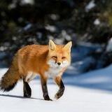 Robah 🦊