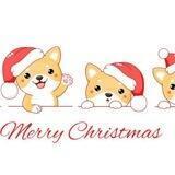 Merry Christmas Shiba