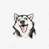 Husky哈士奇登月