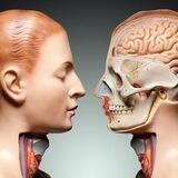Anatomy 2nd