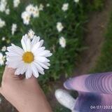 Papatya 🌼🌕✨🐳