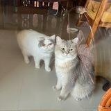 Коты на Самуи