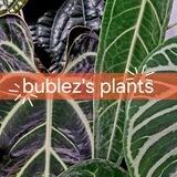 bublez's plants | Джунгли на подоконнике 🌴