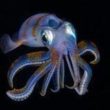 Cephalopod Corner