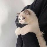 Meow🐈‍⬛️