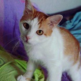Koto_hospis_anapa