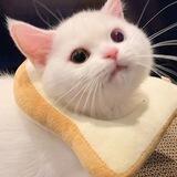 miaw! 🐈
