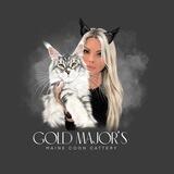 Maine coon Gold Majors cattery*Ru