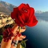 ❤️قاصدک عشق❤️