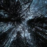house in forest|| анкеты