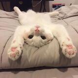 🐾. 고양이 : paws! 𔘓