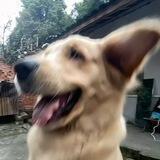 🐶狗子优质供需【免费发布】