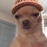 $CHH-Chihuahua