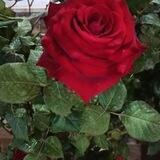 ئالو گور کورد