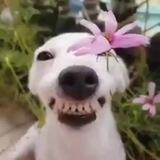 🐕 SOBAKENGUT 🐕