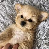 Maltipoo_breeding