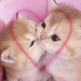 𓈒 ⊹♡‌ ! cibi ! 💭 ʚ ˚