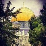 العسقلاني 💚